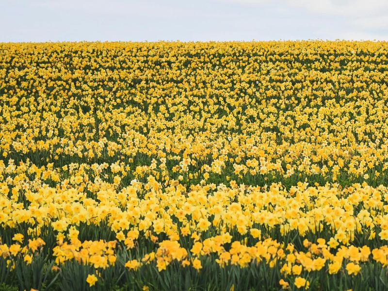 Celebrating Wonderfully Welsh Names For St David’s Day 