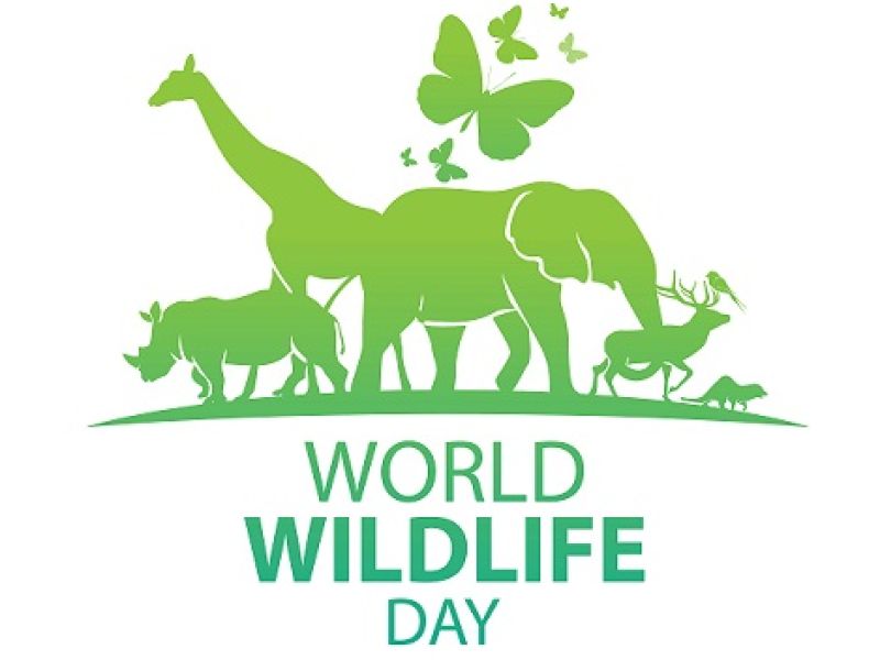 We're Celebrating Wildlife Day With Wild Names