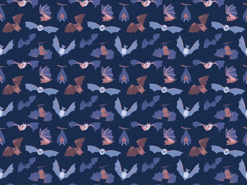 Flap Your Wings For The Best Bat Facts On Bat Appreciation Day