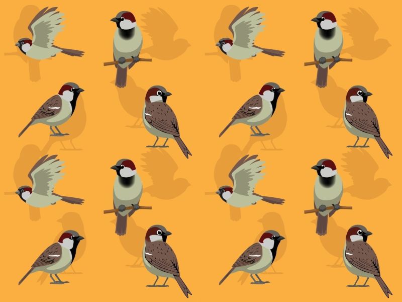 Fascinating Facts About Our Feathered Friends For World Sparrow Day