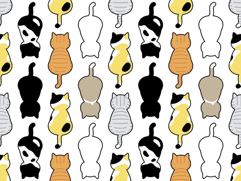 We’re Feeling Feline With Cat Names Inspired By International Cat Day