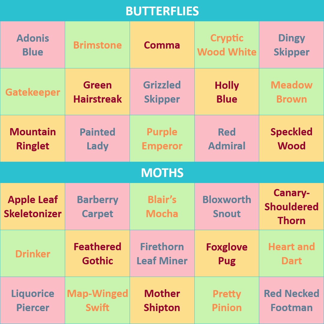 A brightly coloured image displaying different names for butterflies and day-flying. The image is divided into two sections with butterfly names at the top and moth names at the bottom. The two sections are divided by light blue headers, while each name sits in its own box with the name and the background in one of the following combinations – blue and pink, orange and green, or red and yellow. The butterfly names are: Adonis Blue, Brimstone, Comma, Cryptic Wood White, Dingy Skipper, Gatekeeper, Green Hairstreak, Grizzled Skipper, Holly Blue, Meadow Brown, Mountain Ringlet, Painted Lady, Painted Lady, Purple Emperor, Red Admiral, and Speckled Wood. The moth names are: Apple Lead Skeletonizer, Barberry Carpet, Blair’s Mocha, Bloxworth Snout, Canary-Shouldered Thorn, Drinker, Feathered Gothic, Firethorn Leaf Miner, Foxglove Pug, Heart and Dart, Liquorice Piercer, Map-Winged Swift, Mother Shipton, Pretty Pinion, and Red Necked Footman.