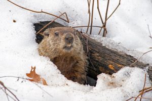 A picture of a groundhog peeping out of its burrow, which is surrounded by snow.