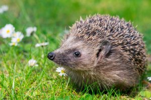 A picture of a hedgehog sitting on some grass in front of some daisies.